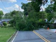 Tree Down on Bartow